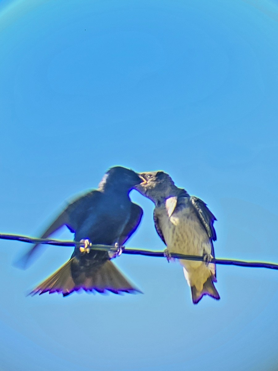 Purple Martin - ML469704031