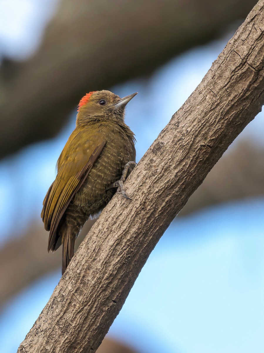 Little Woodpecker - ML469704551