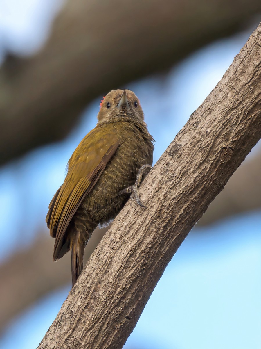 Little Woodpecker - Carlos Rossello