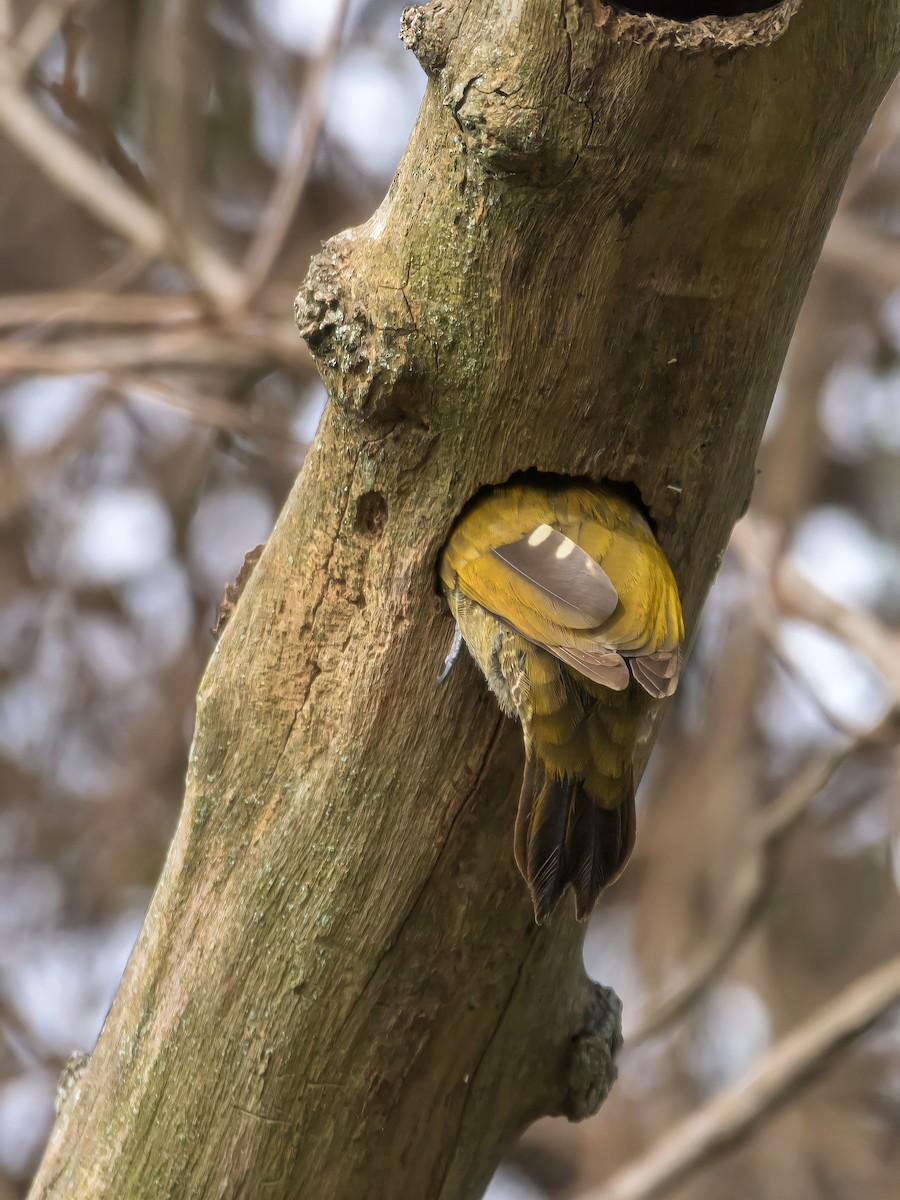 Little Woodpecker - ML469704611