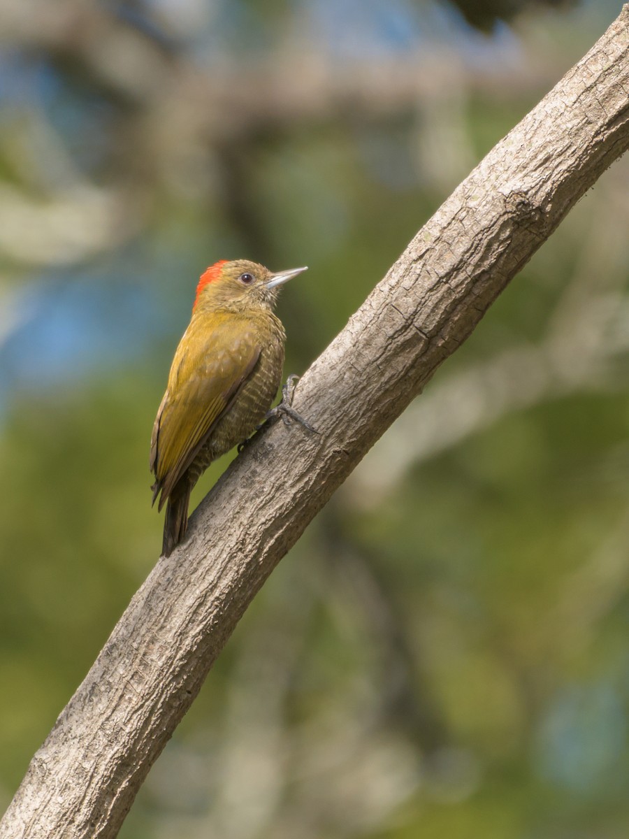 Little Woodpecker - ML469704631