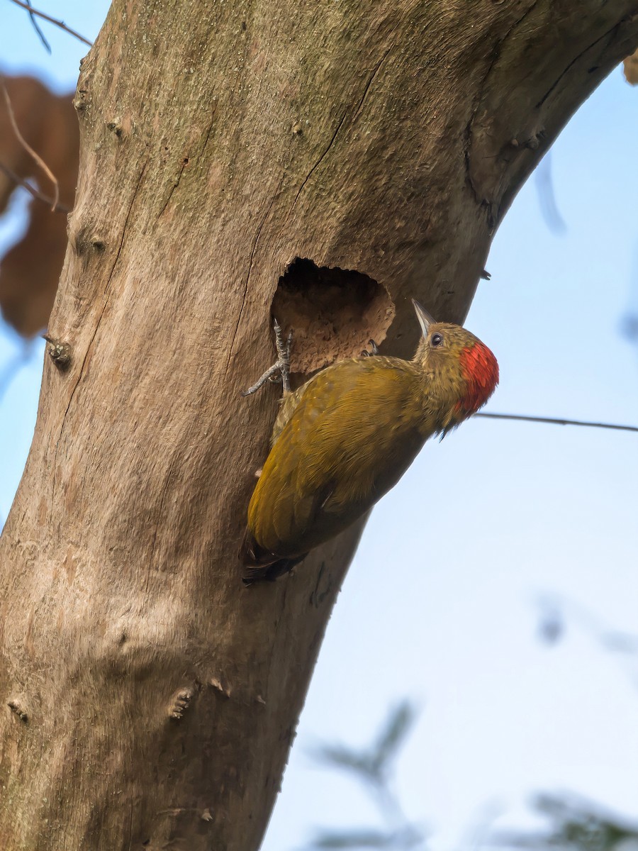 Little Woodpecker - ML469704691