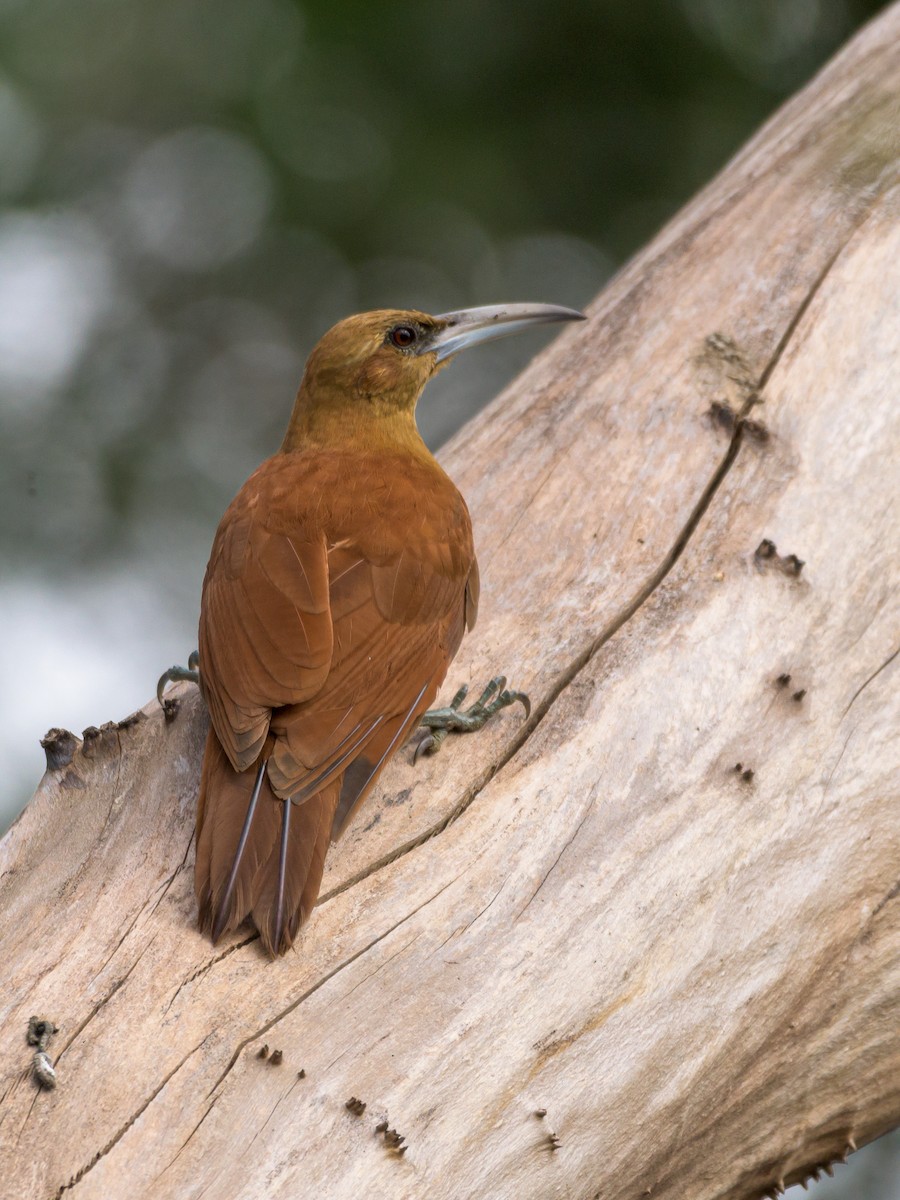 Great Rufous Woodcreeper - ML469704911