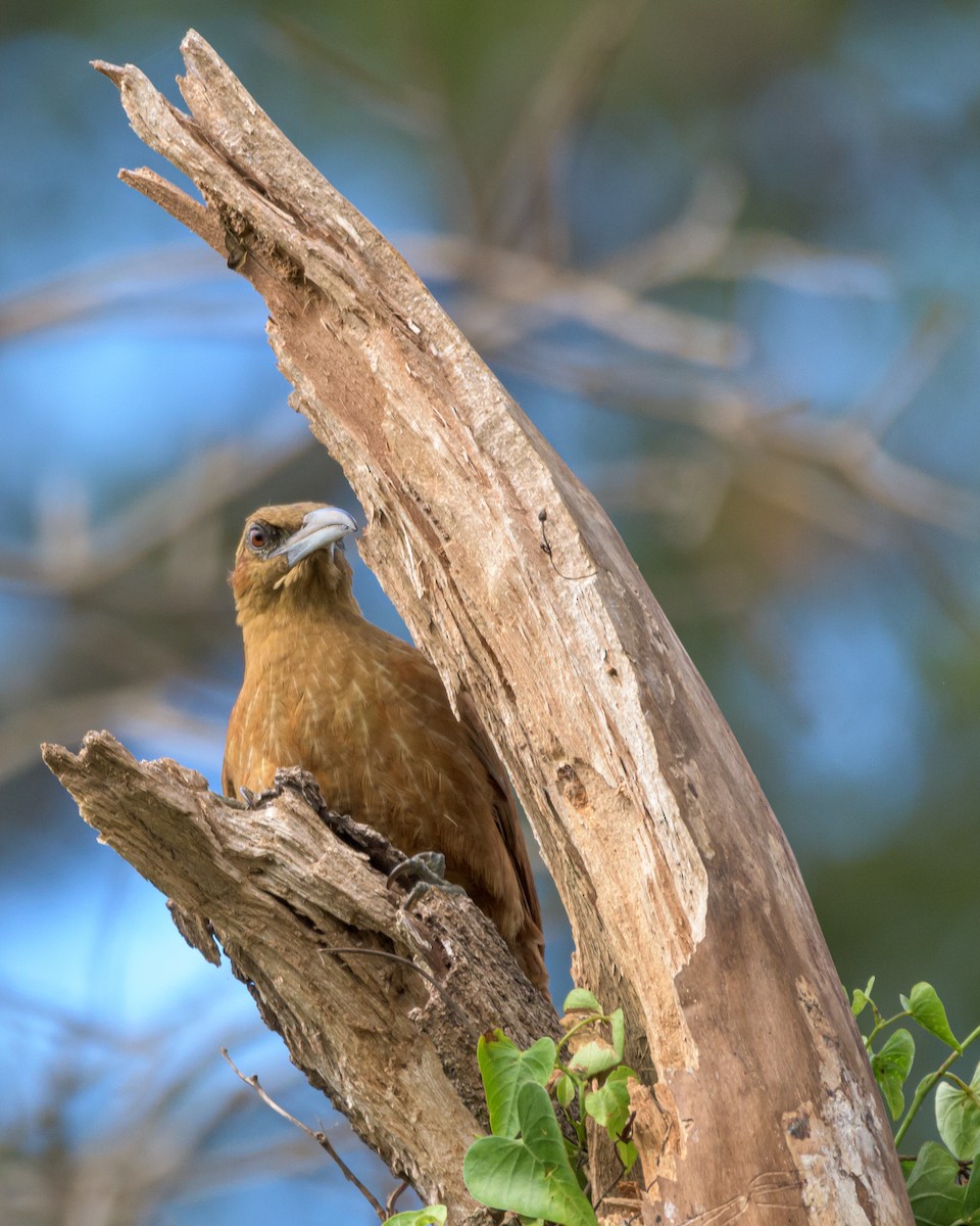 Great Rufous Woodcreeper - ML469704941