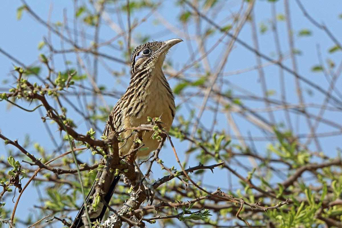 Lesser Roadrunner - ML46970591