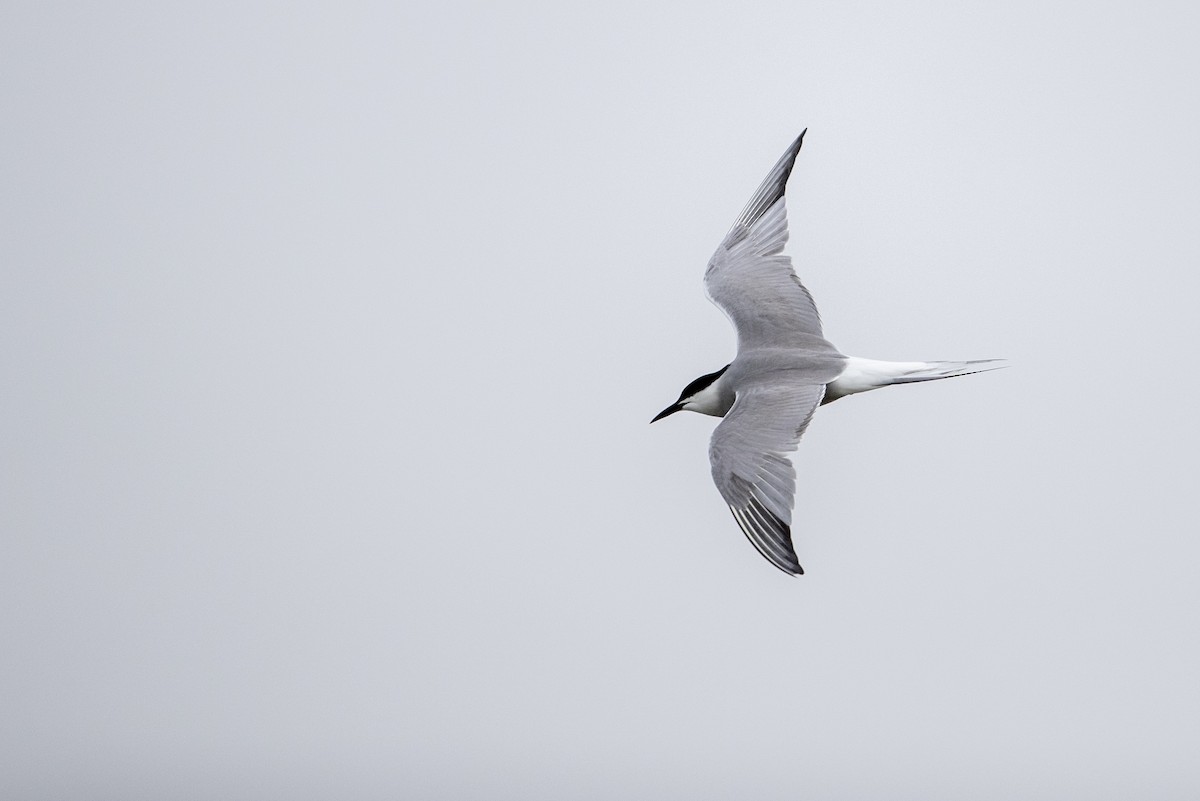 Common Tern (longipennis) - Michael Stubblefield