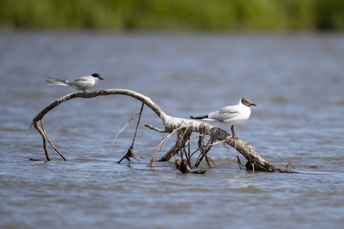 rybák obecný (ssp. longipennis) - ML469706581