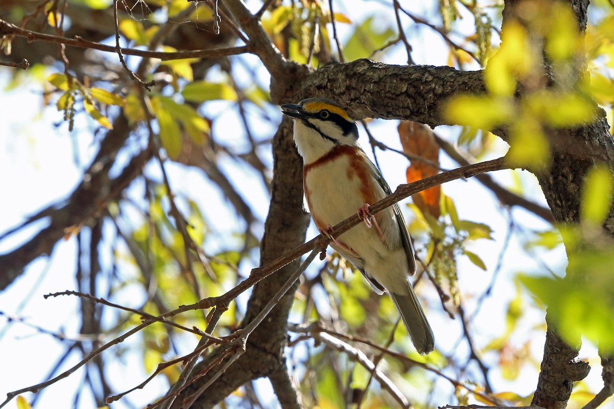 Chestnut-sided Shrike-Vireo - ML46970661