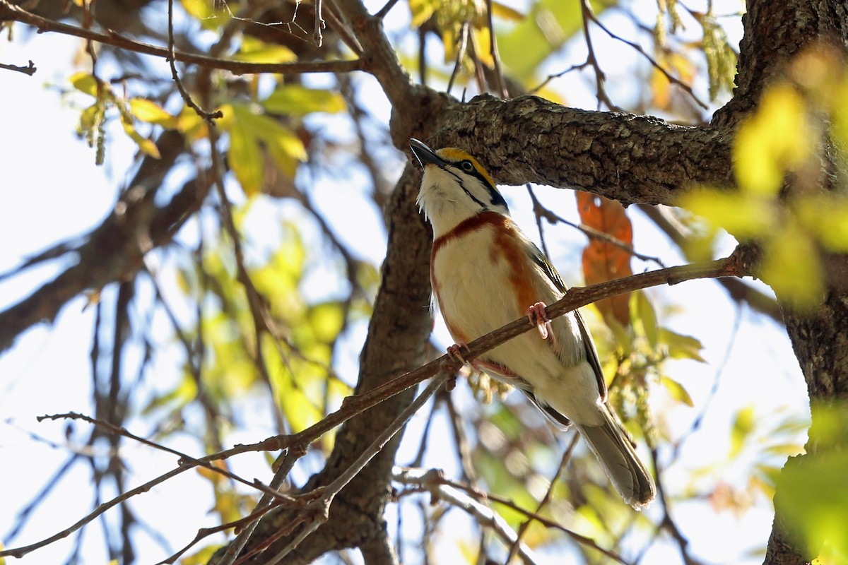 Chestnut-sided Shrike-Vireo - ML46970671