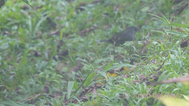 Slaty Finch - ML469706761