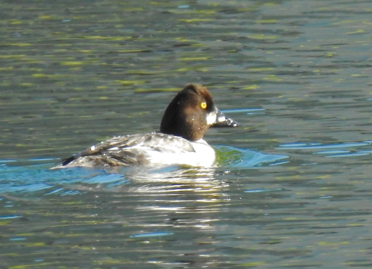 Common Goldeneye - ML46970711