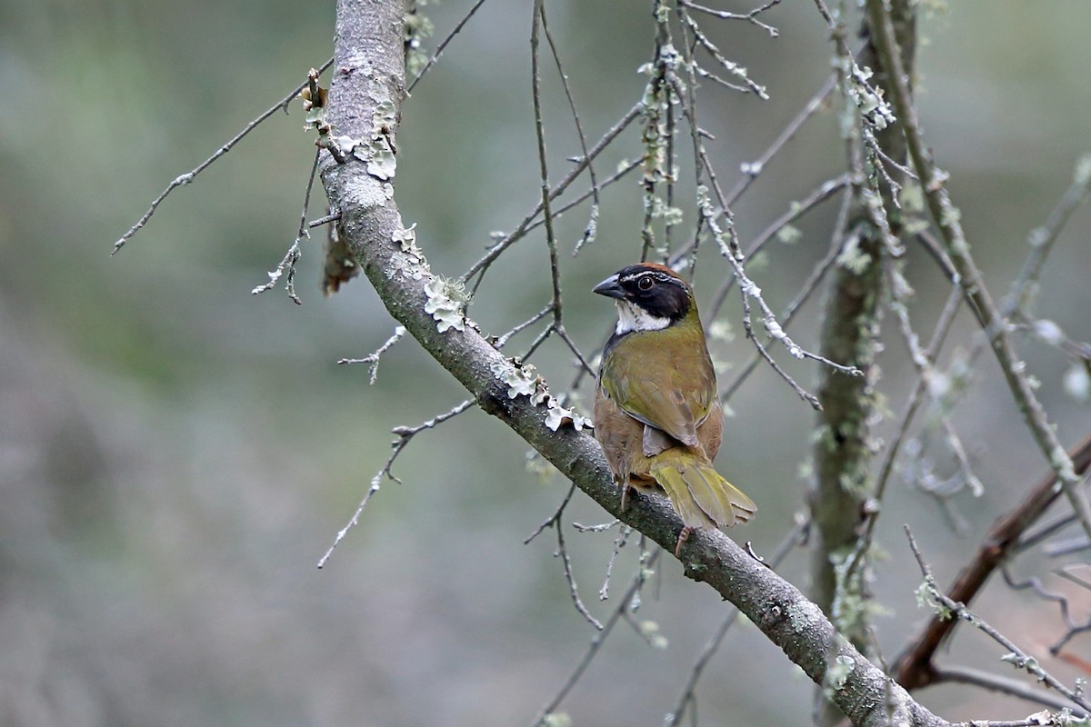 Collared Towhee - ML46970721