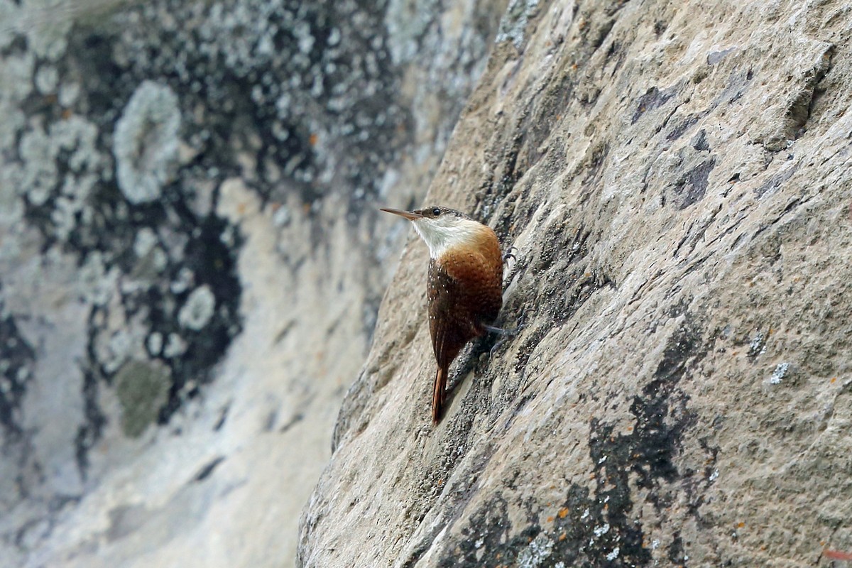 Canyon Wren - ML46970751