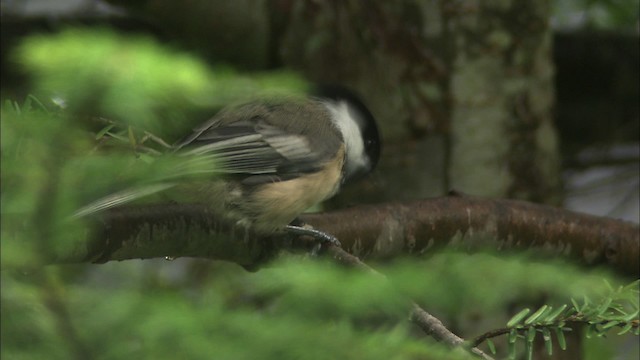 Black-capped Chickadee - ML469708