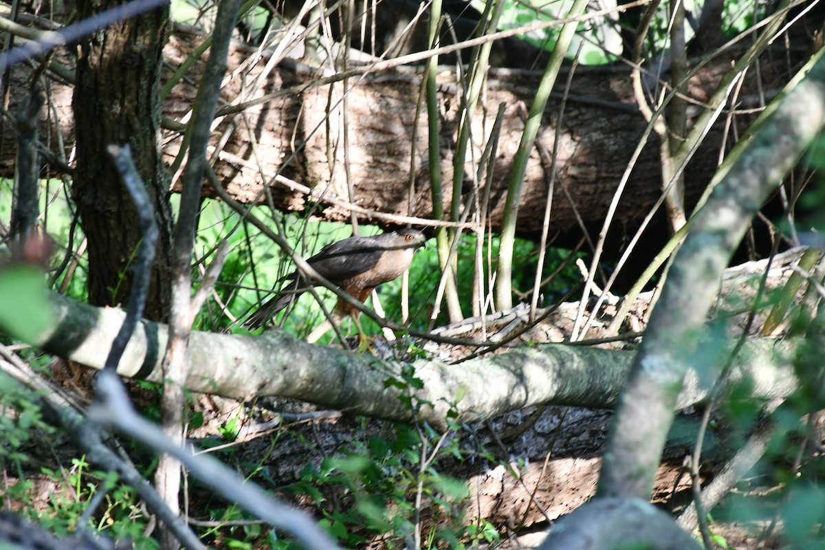 Cooper's Hawk - Brian Kenney