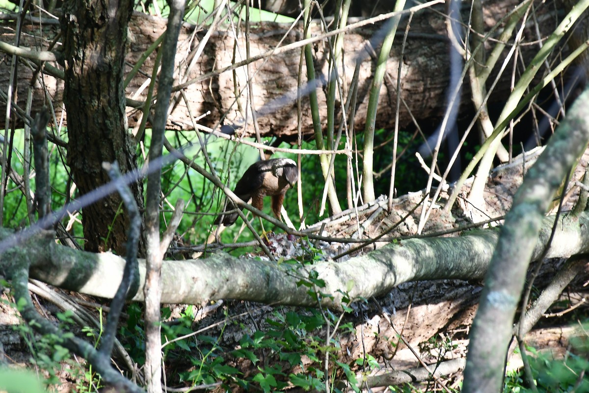 Cooper's Hawk - ML469708251