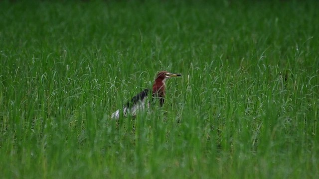 Chinese Pond-Heron - ML469708391