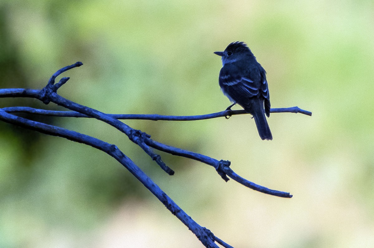 Willow Flycatcher - ML469708591