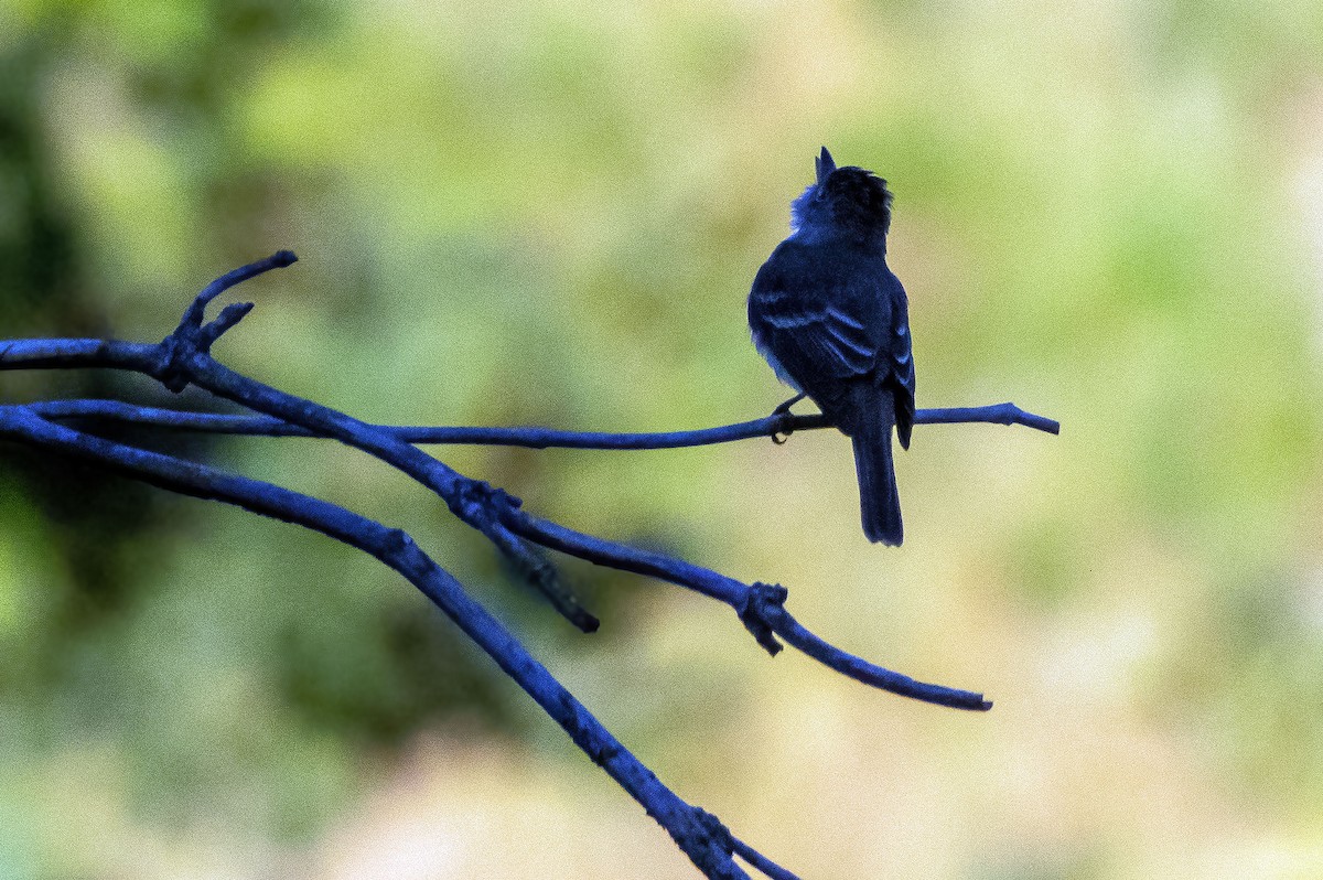 Willow Flycatcher - ML469708611