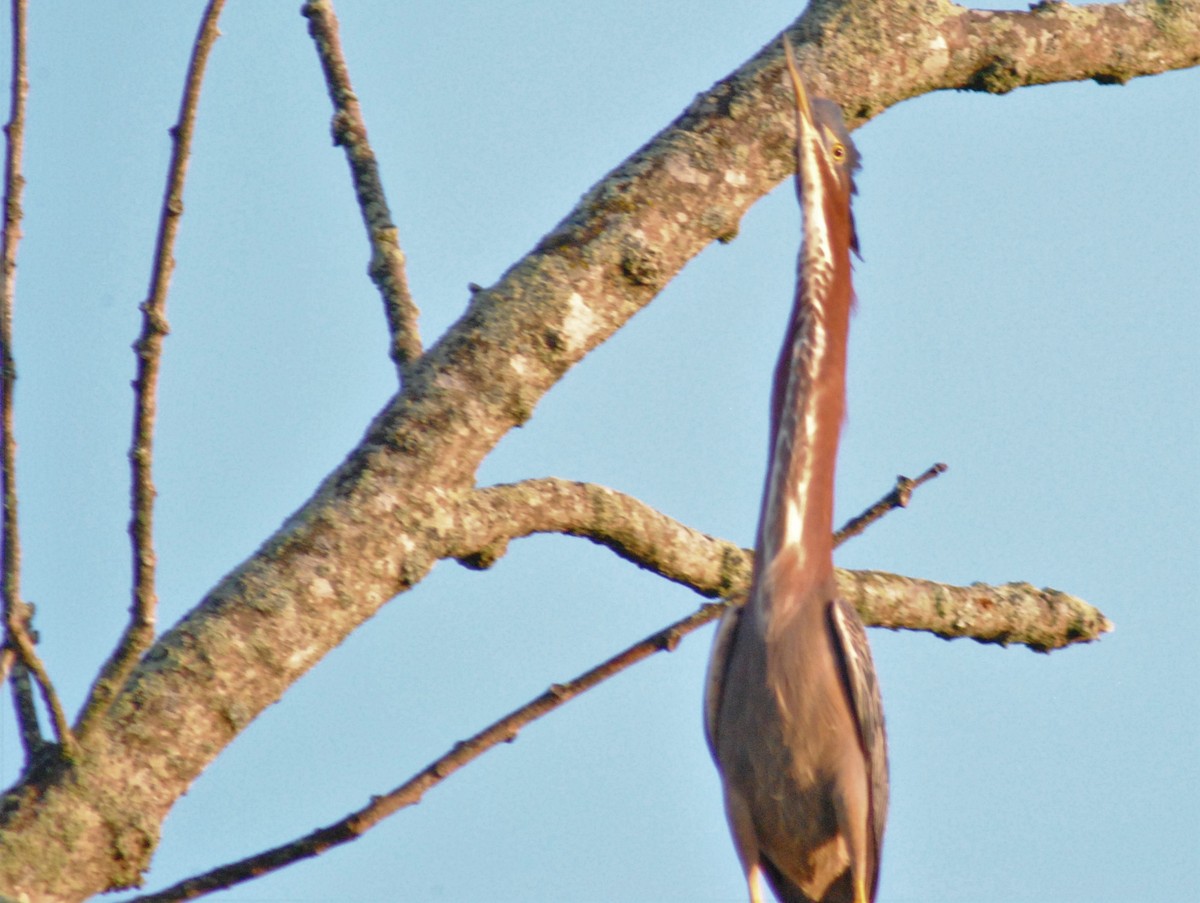 Green Heron - ML469709741