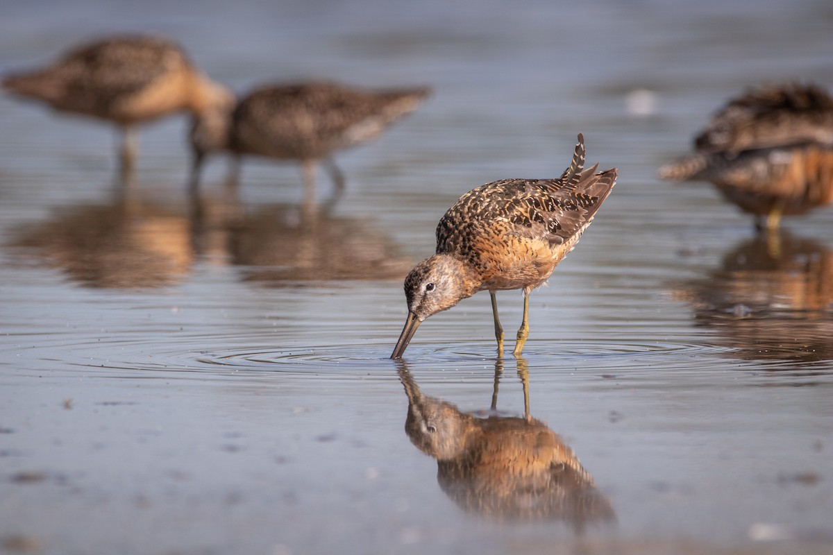 Short-billed/Long-billed Dowitcher - Rain Saulnier