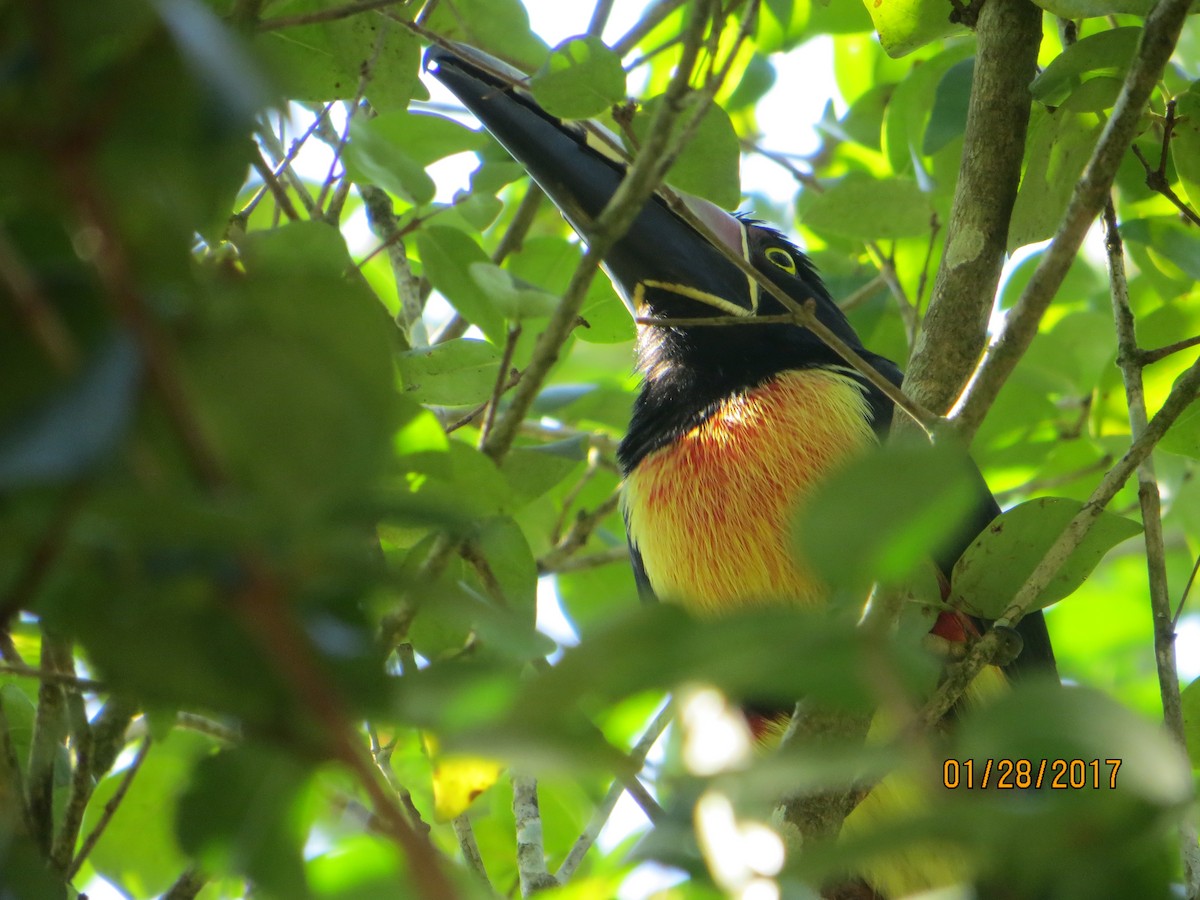 Collared Aracari - ML46971151