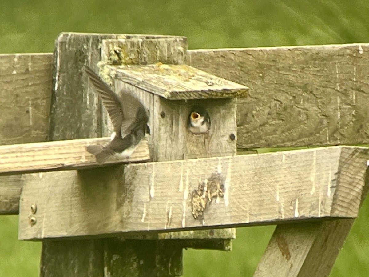 Tree Swallow - Tim Rodenkirk