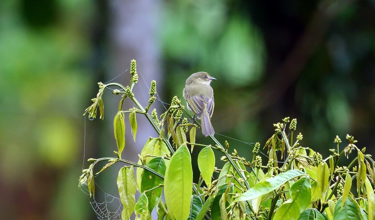 Bolivian Tyrannulet - ML469712581