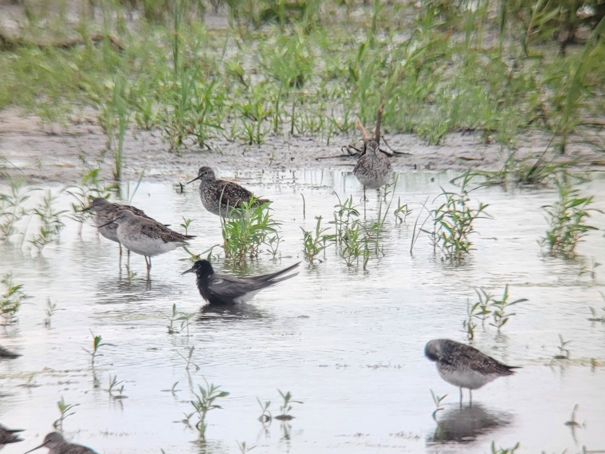 Black Tern - ML469712911