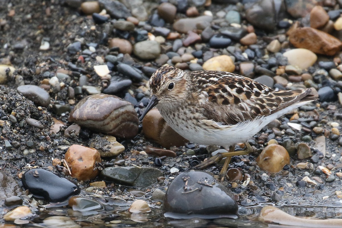 Least Sandpiper - Cameron Eckert