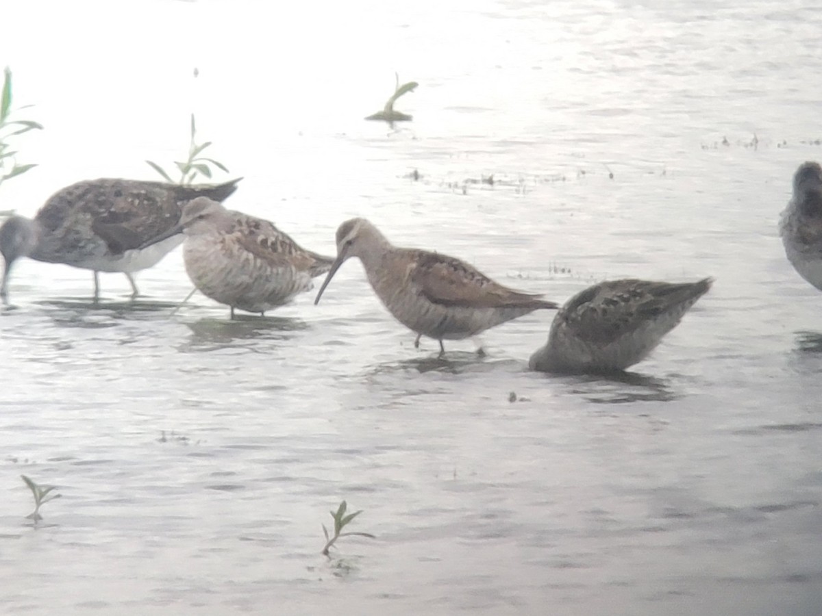 Stilt Sandpiper - ML469713351