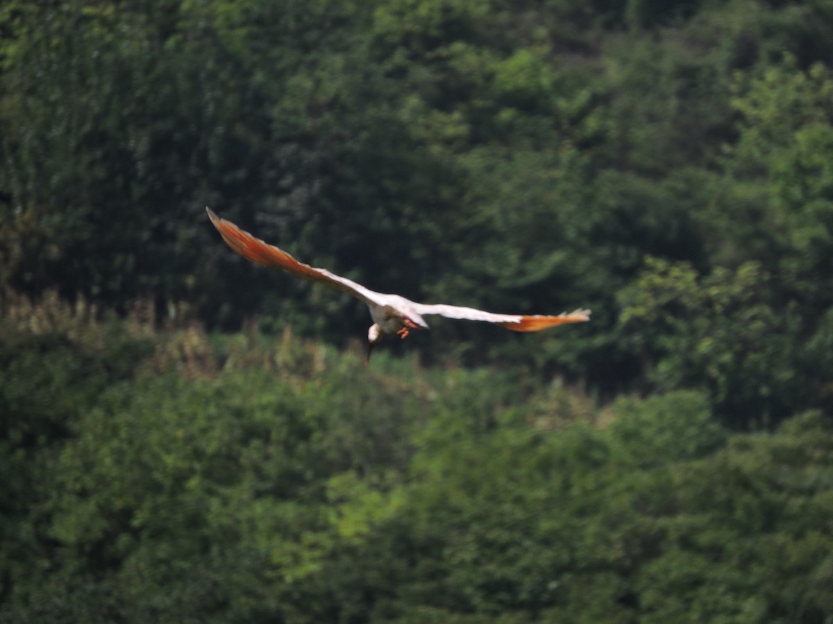 Crested Ibis - Mark W11 Kulstad