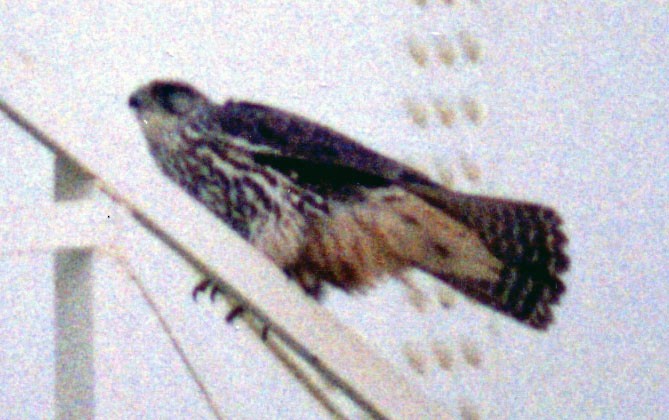 Gyrfalcon - ML469715801