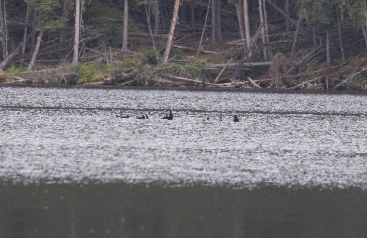 Surf Scoter - ML469716291