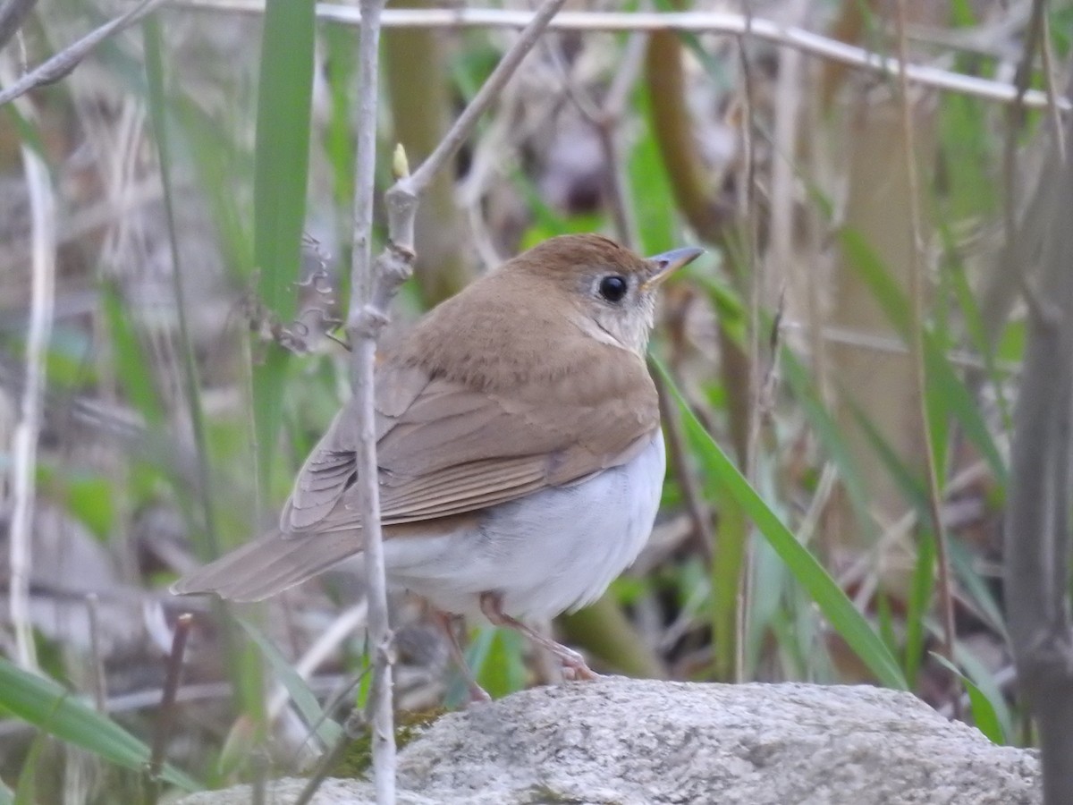 Veery - ML469716581