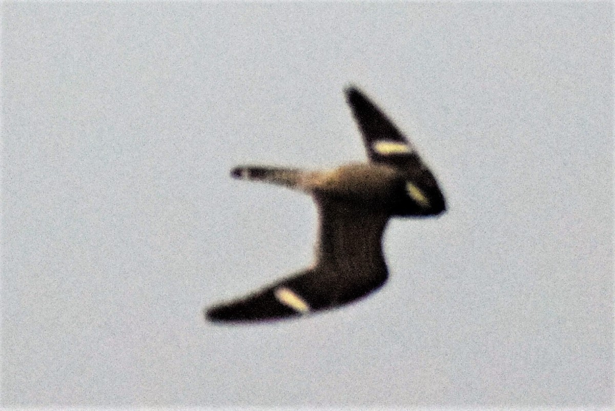 eBird Checklist - 19 Jul 2022 - Three Lakes WMA - 37 species (+1 other ...