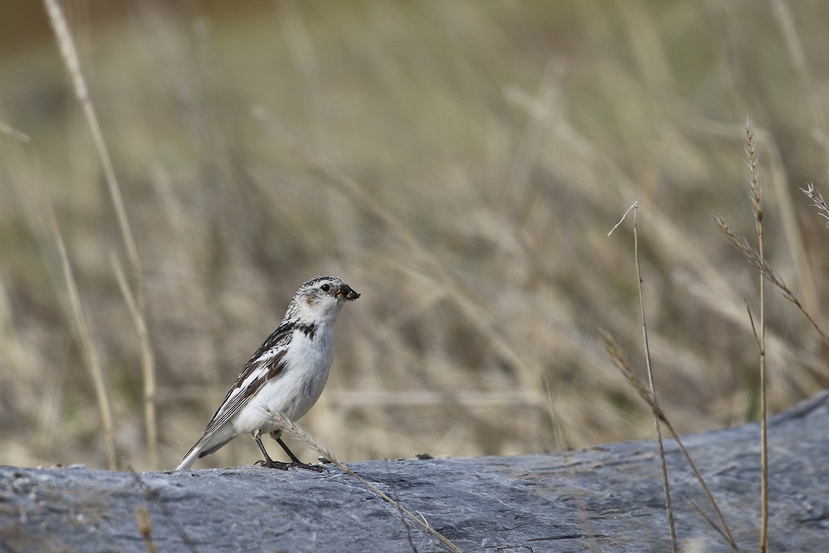 Snow Bunting - ML46971711