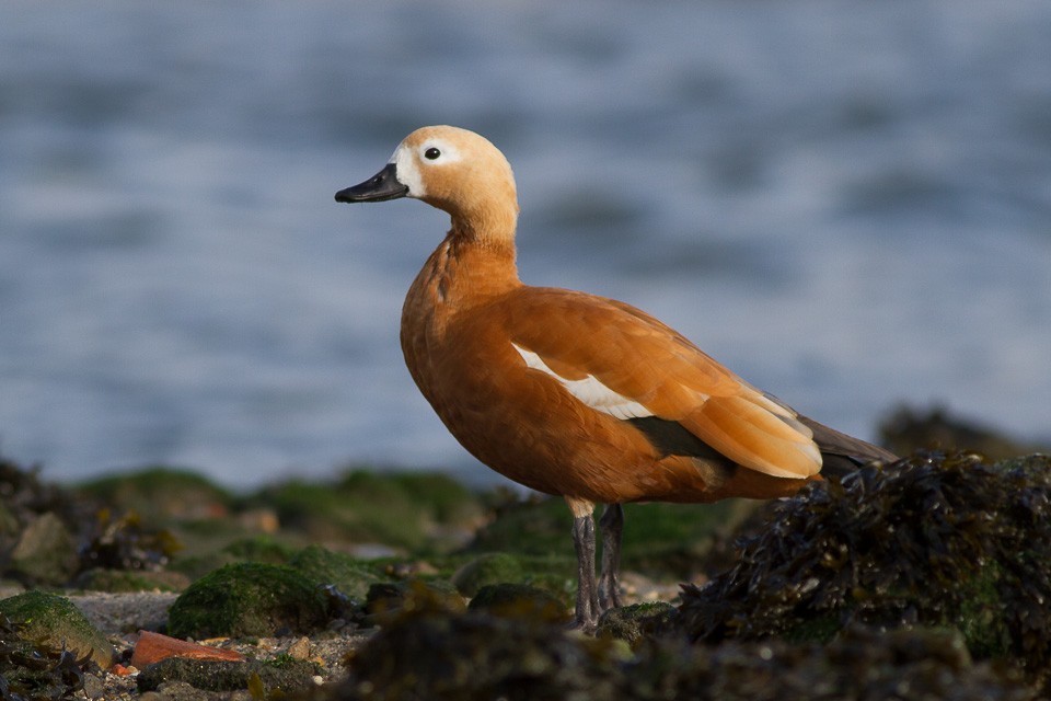 Ruddy Shelduck - Luis Rodrigues