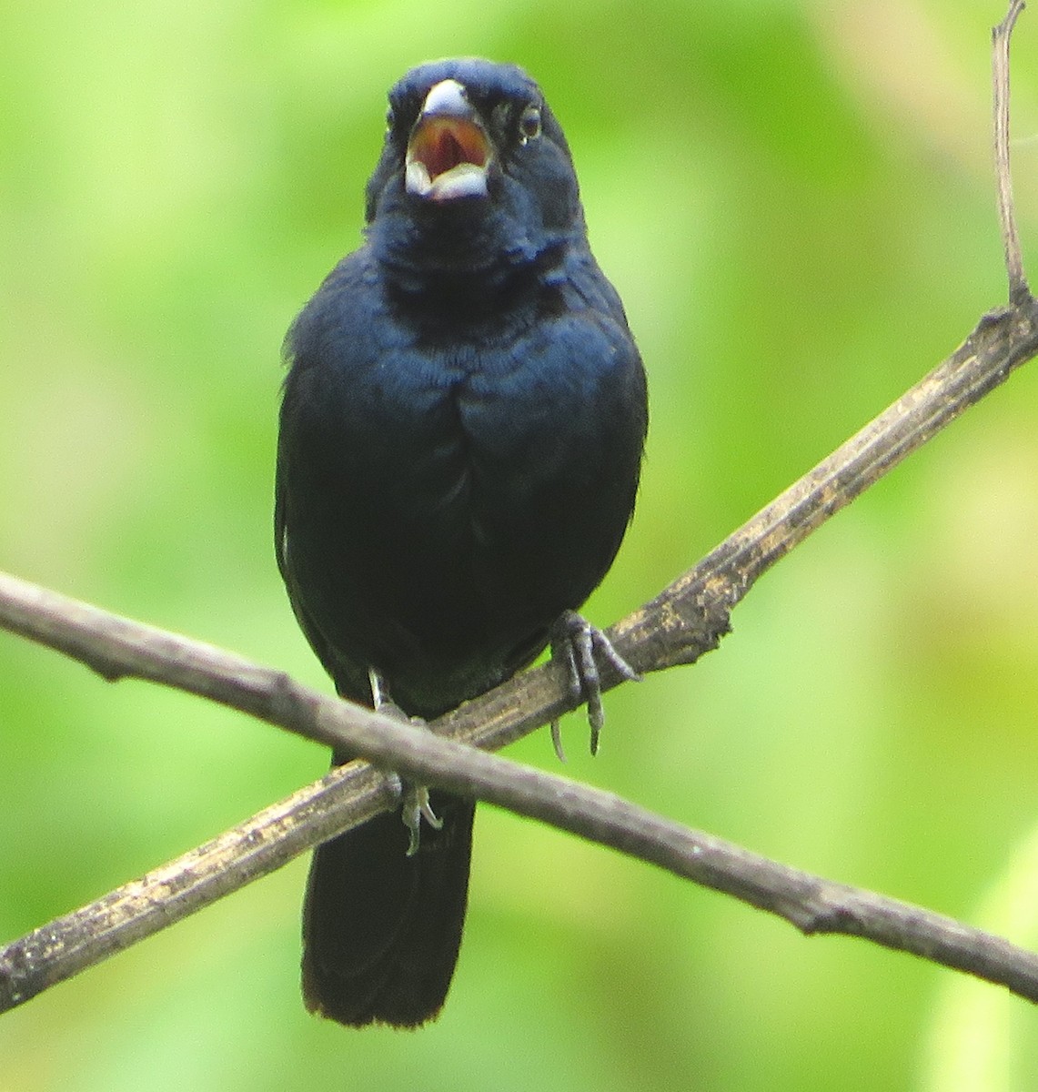 Blue-black Grassquit - ML469718211