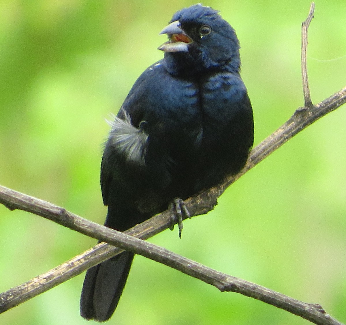 Blue-black Grassquit - Alfredo Correa