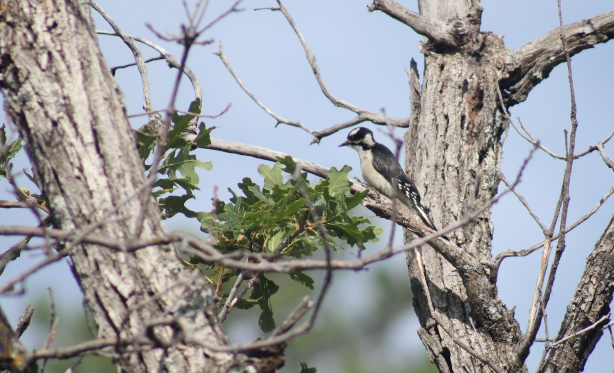 Downy Woodpecker (Rocky Mts.) - ML469719661