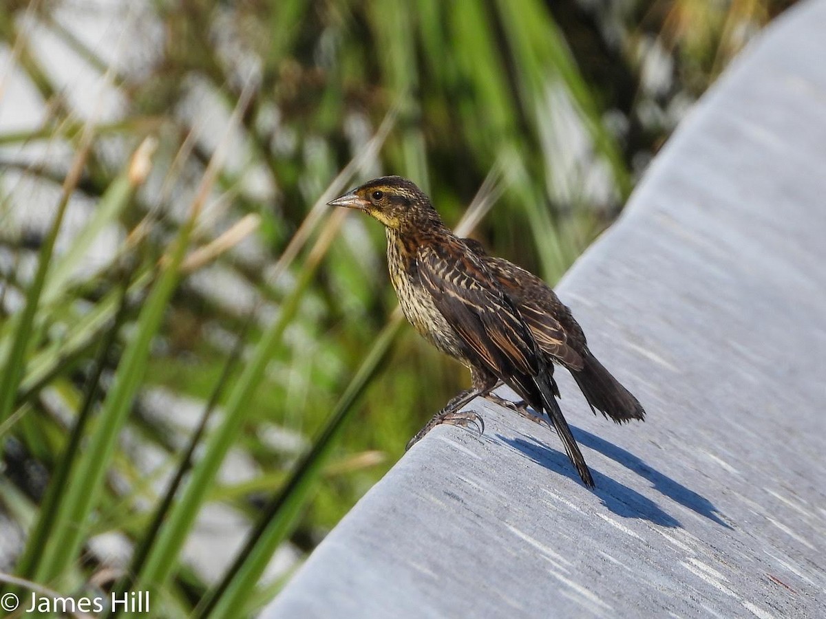 Red-winged Blackbird - ML469720051