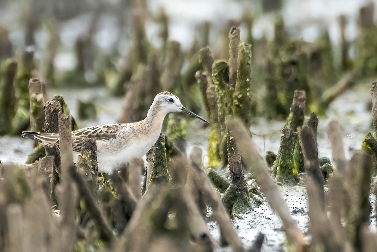 Wilson's Phalarope - ML469720471