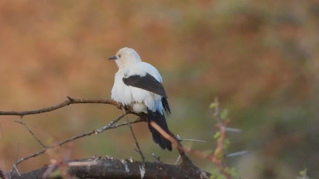 Southern Pied-Babbler - ML469720861