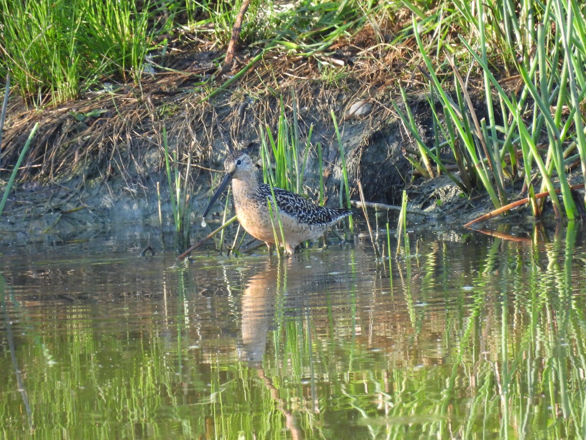 Long-billed Dowitcher - ML469721611