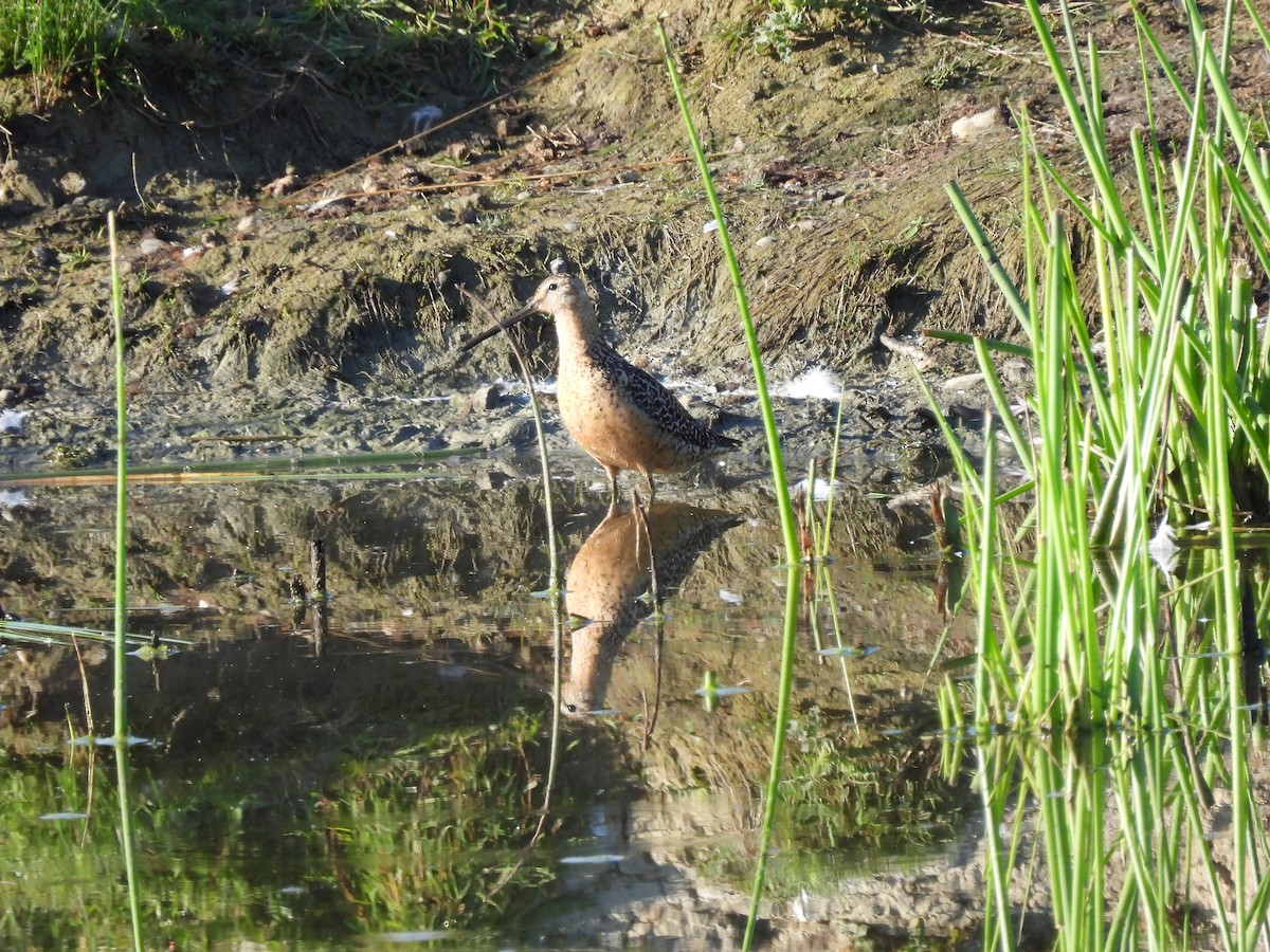 Long-billed Dowitcher - Neil Hughes