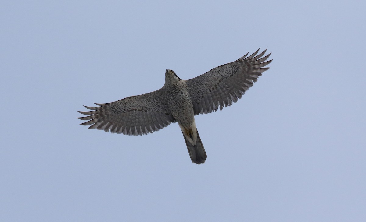 American Goshawk - ML46972171