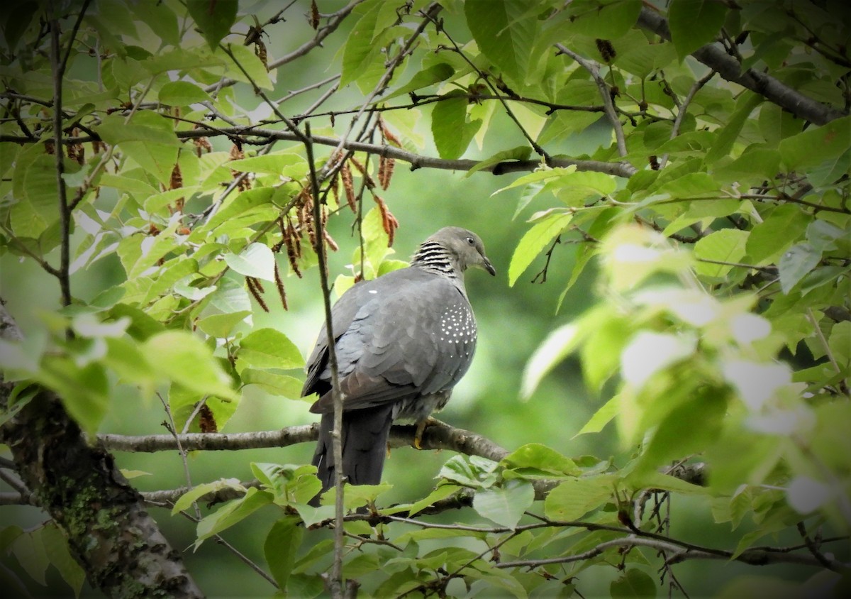 Speckled Wood-Pigeon - ML469722311