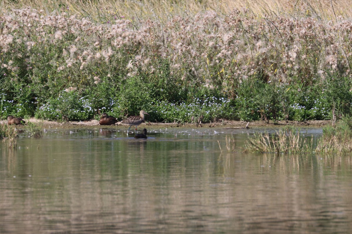 Eurasian Curlew - ML469723551