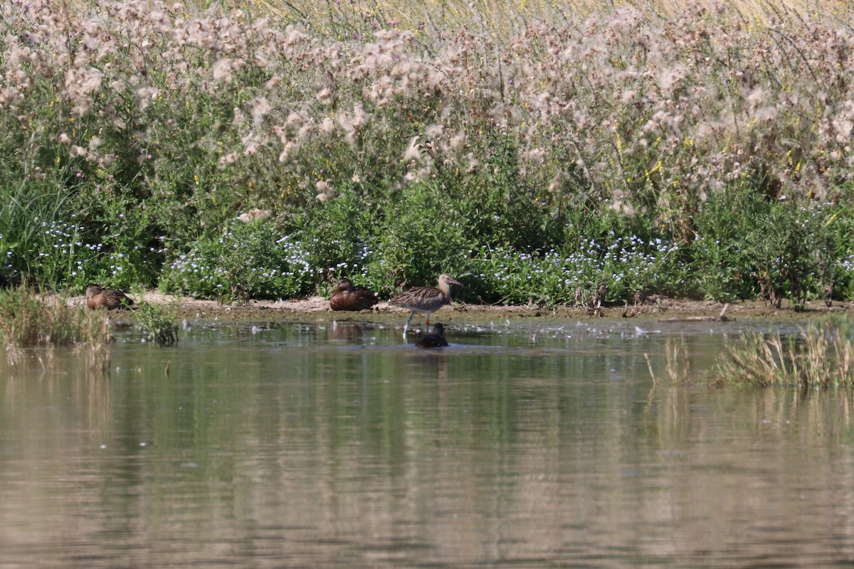 Eurasian Curlew - ML469723561